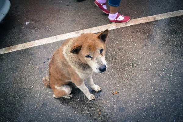 路上に座っている犬. — ストック写真