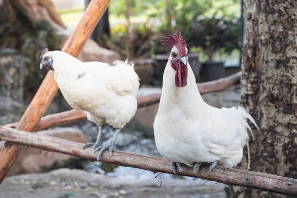 Weiße Hühner auf dem Bauernhof — Stockfoto