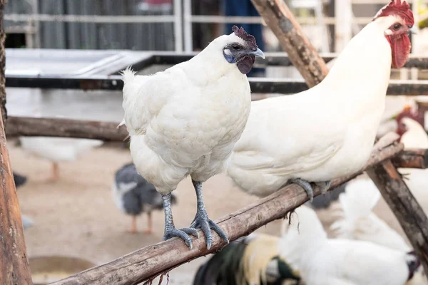 Weiße Hühner auf dem Bauernhof — Stockfoto