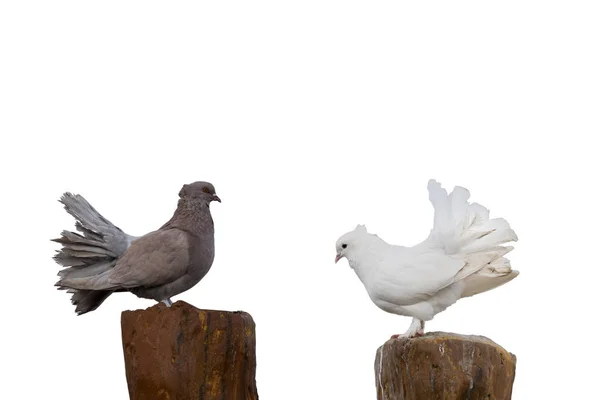 Zwei Tauben isoliert auf weißem Hintergrund — Stockfoto