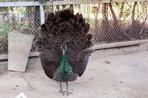 Female peacock on spreading tail-feathers