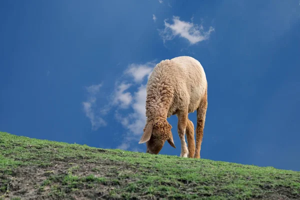 भेड़ें एक हरे रंग की बाइक पर खा रही हैं, एक स्पष्ट, नीले आकाश के साथ . — स्टॉक फ़ोटो, इमेज