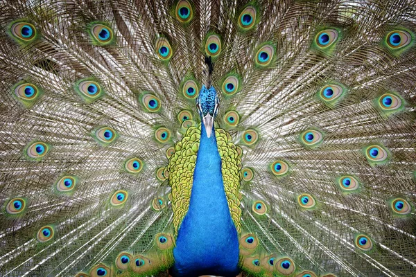 Közelkép peacock terjed a farok-tollak — Stock Fotó