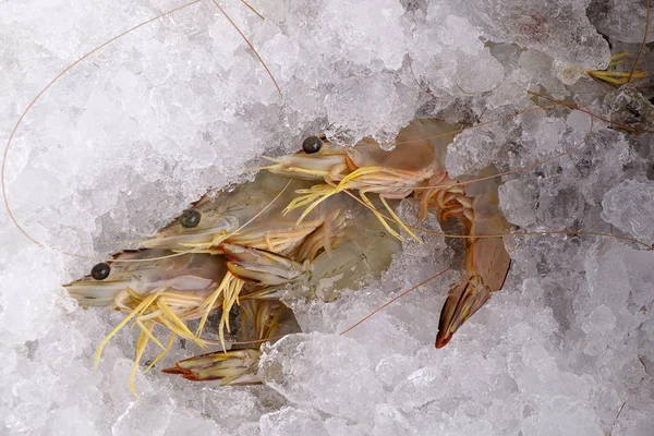 Crevettes Whiteleg fraîches, crevettes blanches du Pacifique sur glace — Photo