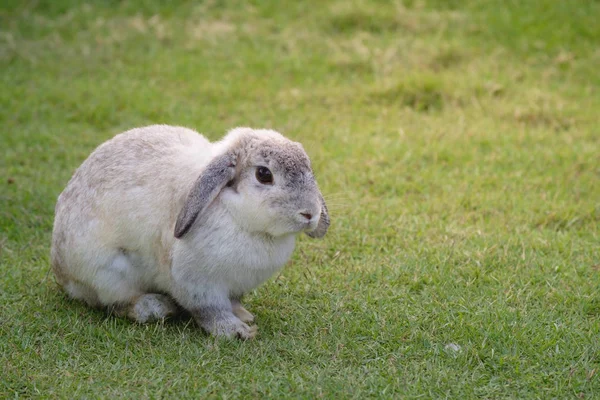 Yeşil çimenlerin üzerinde tavşan — Stok fotoğraf