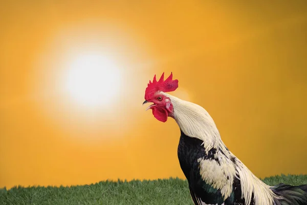 Rooster crows sunrise background — Stock Photo, Image