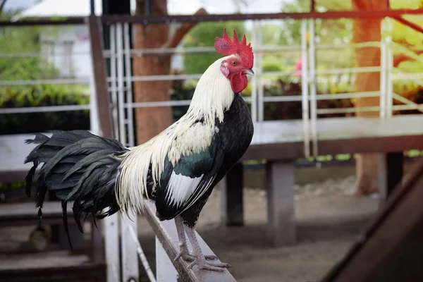 Huhn oder Hahn im Stall. — Stockfoto