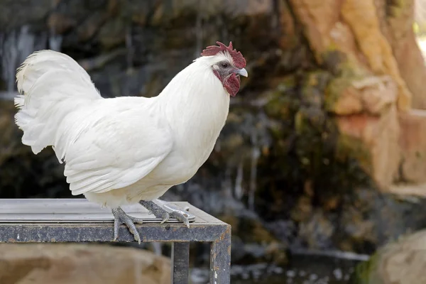 Weiße Hühner oder Hähne im Stall. — Stockfoto