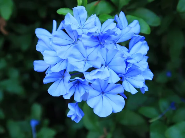 Голубой Цветок Зеленом Фоне — стоковое фото