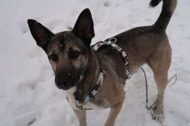 Tatlı köpek kameraya bakıyor. Kar beyazı arka plan.