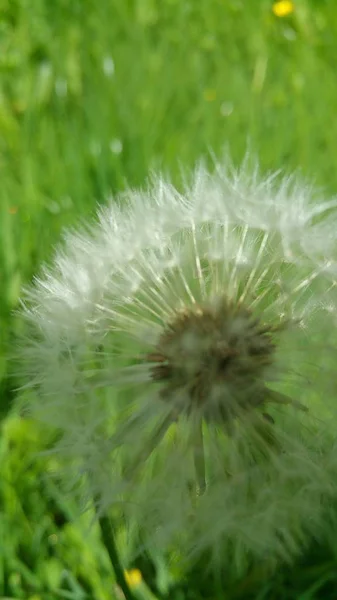 草原に花茎を持つタンポポ — ストック写真