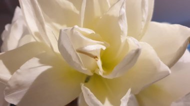 Tüm ihtişamıyla bir çiçeğin açması