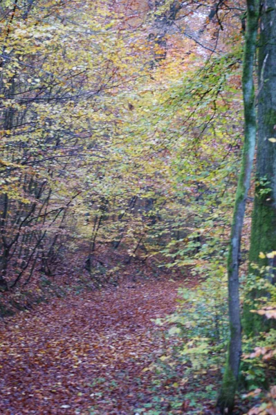 Herbstwald Mit Wanderweg — Stockfoto