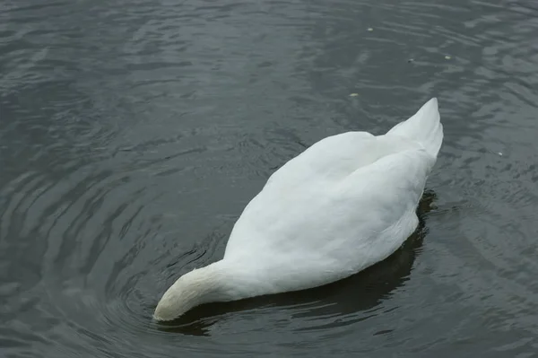 Cisne Com Cabeça Debaixo Água — Fotografia de Stock