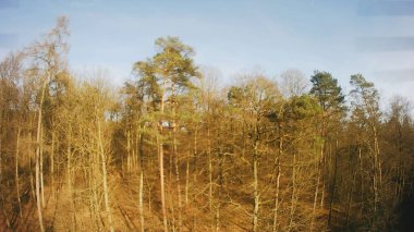 Güneşli havalarda bir dron ile bir ormanın görüntüleri.