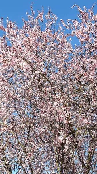 Blommande Körsbärsträd Sin Fulla Och Vackra Prakt — Stockfoto