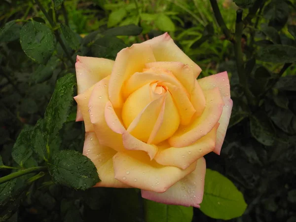 ฝนตกบนดอกก หลาบส ขาว — ภาพถ่ายสต็อก