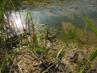 Yosun kaplı nehir kıyısı, temiz nehir suyu.