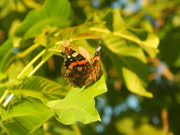 Papillon Coloré Est Assis Sur Une Feuille Verte Une Noix — Photo