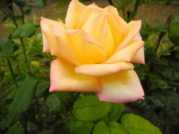 White Rose Garden Strewn Raindrops — Stock Photo, Image