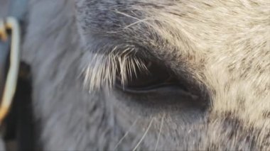 Beyaz bir atın gözünün makro görüntüsü..