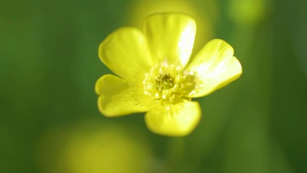 Ένα Κοντινό Πλάνο Ένα Κίτρινο Λουλούδι Buttercup Κινείται Στον Άνεμο — Αρχείο Βίντεο