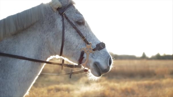 Bílý Kůň Dýchá Kouř Nosem Chladném Zimním Dni — Stock video