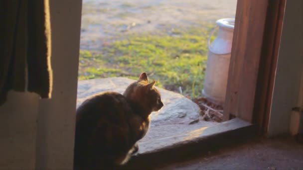 Γάτα Κάθεται Μια Πόρτα Ενός Στάβλου Αλόγου Στο Ηλιοβασίλεμα Κοιτάζοντας — Αρχείο Βίντεο