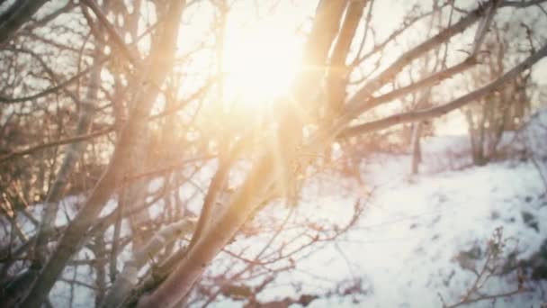 Solljus Skiner Genom Grenarna Ett Träd Park Äng Snöig Vinterdag — Stockvideo