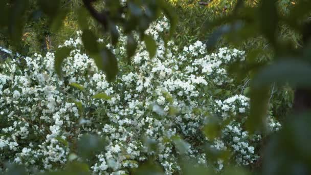 Цветущая Вишня Цветущем Саду Весной — стоковое видео