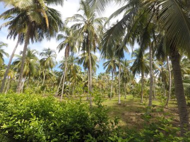 Ormandaki palmiyeler