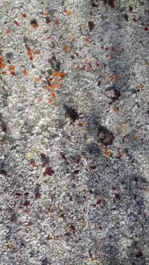 Yapraklar kristal gibi berrak bir nehirde akıyor