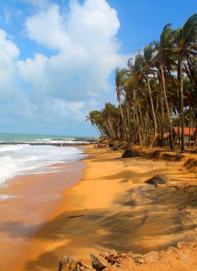 Sri Lanka 'daki Hint Okyanusu. Club Palm Bay, Maravila 'nın kumlu plajı. Rüzgar esiyor. Uzun palmiye ağaçlarının arkasında yerel sakinlerin evlerini görebilirsiniz. Mavi gökyüzü ve okyanusun üzerindeki beyaz bulutlar. Ekim 2016.