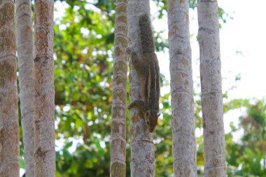 Ağaçtaki sincap gibi. Çizgili şirin bir hayvan, sincap ailesinden bir kemirgen. Club Palm Bay, Marawila, Sri Lanka 'da. Ekim 2016.