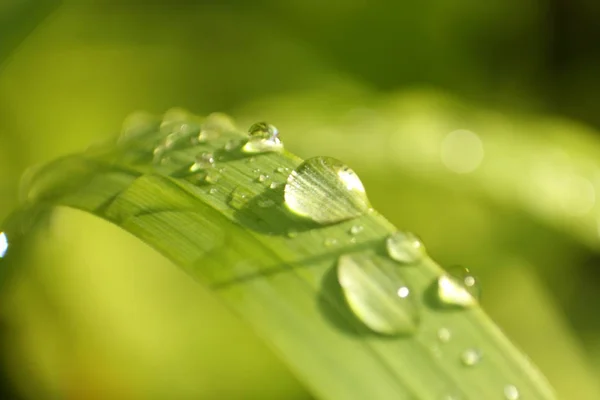 Krople Deszczu Trawie — Zdjęcie stockowe