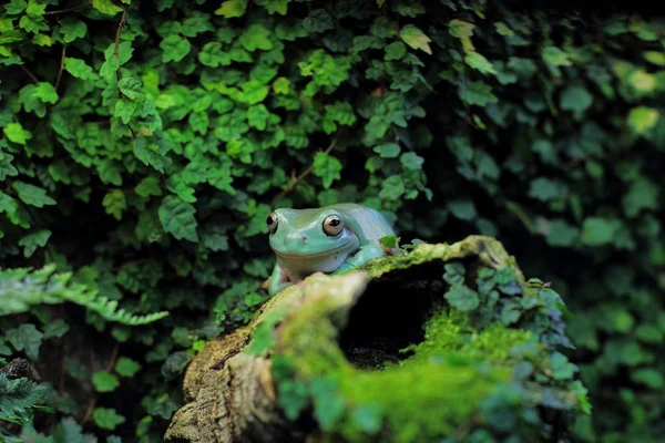 Avustralya Ağaç Kurbağası Ormanda — Stok fotoğraf
