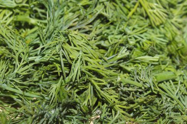 Pişirmeden önce doğranmış yeşil dereotu