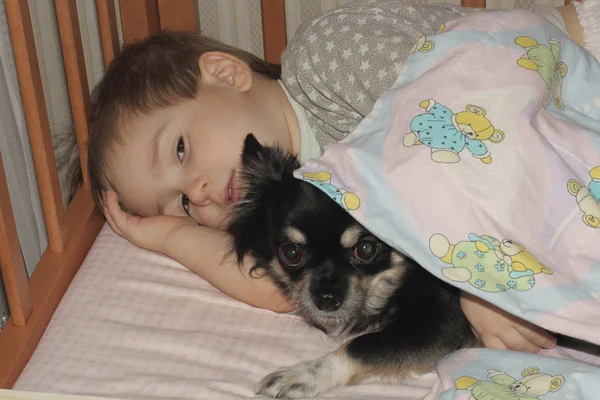 Criança Feliz Mente Adormece Berço Abraçando Pequeno Cão Chihuahua — Fotografia de Stock
