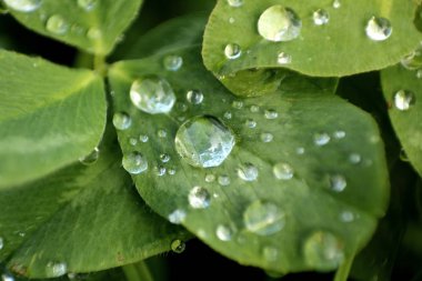 Yağmurdan sonra çimenlere büyük damlalar düşer. Açık yeşil renkli, parlak bir fotoğraf.