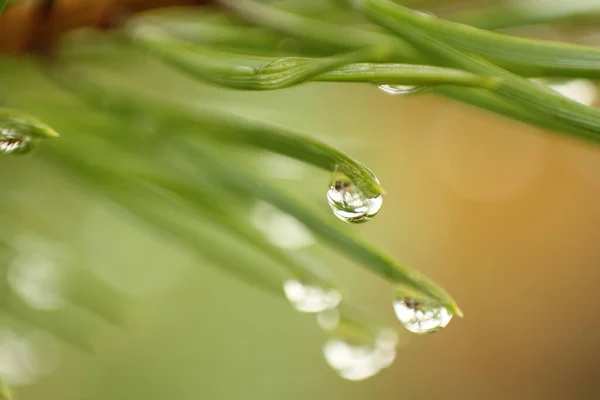 Rocía Gotas Rama Pino Foto Cerca Con Colores Verdes Ricos — Foto de Stock