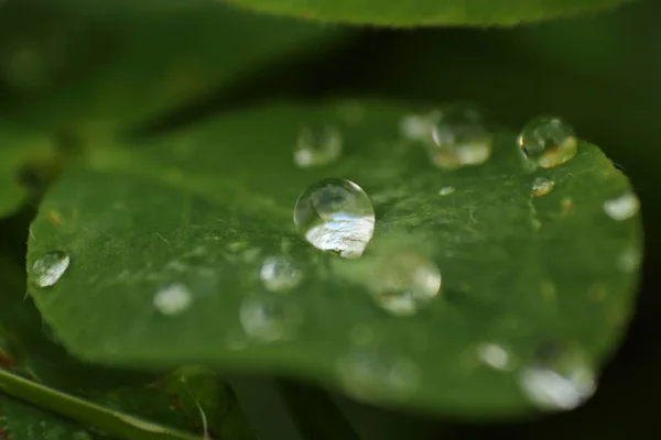 Grandes Gouttes Sur Une Herbe Après Une Pluie Photo Rapprochée — Photo