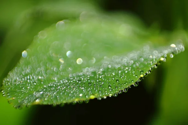 Morgentau Und Wassertropfen Auf Ein Grünes Blatt Nahaufnahme Foto Mit — Stockfoto