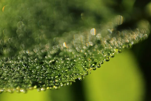 Morgendauw Water Druppels Een Groen Blad Close Foto Met Felgroene — Stockfoto