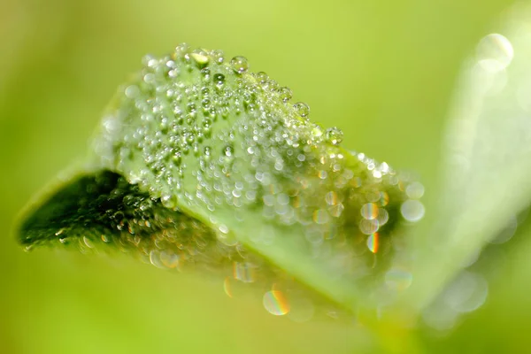 Morning Dew Water Drops Green Leaf Close Photo Bright Green — Stock Photo, Image