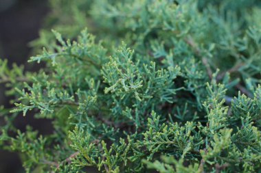 Bahar sabahının erken saatlerinde kozalaklı ardıç dalları. Sıcak renklerde yakın çekim fotoğrafları