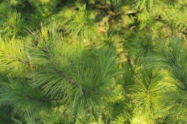 yeşil sedir dalları ve kozalaklı iğneler. Fotoğrafları sıcak renklerle kapat.