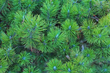 yeşil sedir dalları ve kozalaklı iğneler. Arkaplan için zengin yeşil renkli fotoğraf.