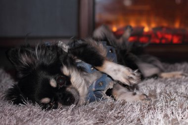 Köpek, safkan bir Chihuahua, evinde, şöminenin yanındaki tüylü halıya uzanıyor ve dinleniyor.