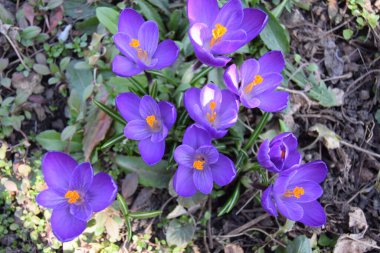 Çiçekler doğanın en güzel yaratıklarından biridir.