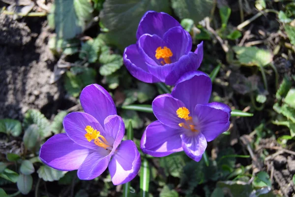 Çiçekler doğanın en güzel yaratıklarından biridir.
